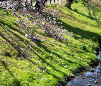 2020年 桜開花情報　根川緑道 1