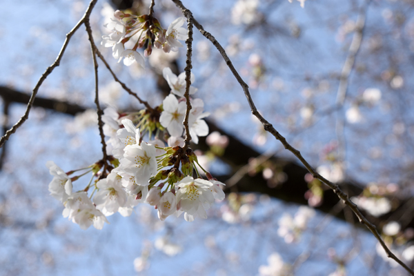 桜開花情報　錦町のオニ公園