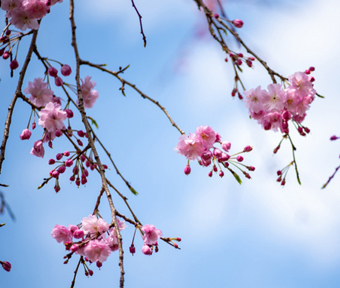 桜開花情報　矢川緑地