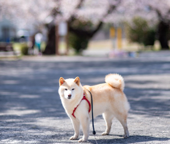 2020年 桜開花情報　高砂公園