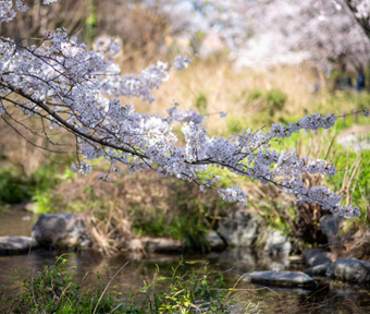 2020年 桜開花情報　根川緑道 3