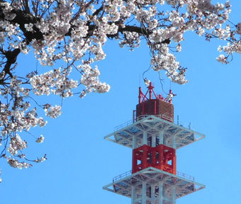 桜開花情報・曙三東公園の桜