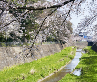 桜開花情報　残堀川