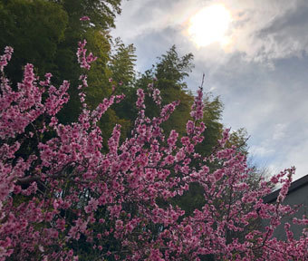 立川に唯一の田んぼ、その近くに咲く桃の花も満開