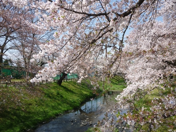 満開の桜 4月4日