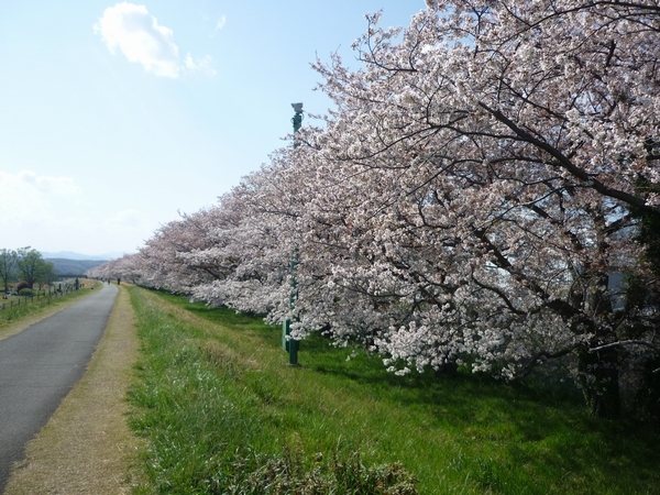 多摩川河川敷の様子　昭島4月