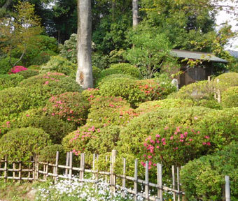 続・立川の珍百景♪ 「ツツジ見頃は？ 西は塩船観音寺・立川は金比羅山」