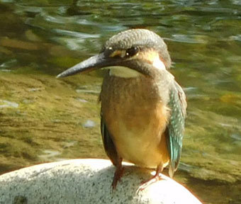 立川・野鳥の王国♪ 『水・清らかなる証拠?! カワセミが暮らす立川！ 』