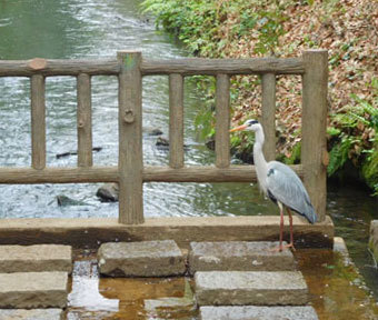 立川・野鳥の王国♪ 『上水小橋・小平監視所を監視する?? アオサギの存在感！ 』