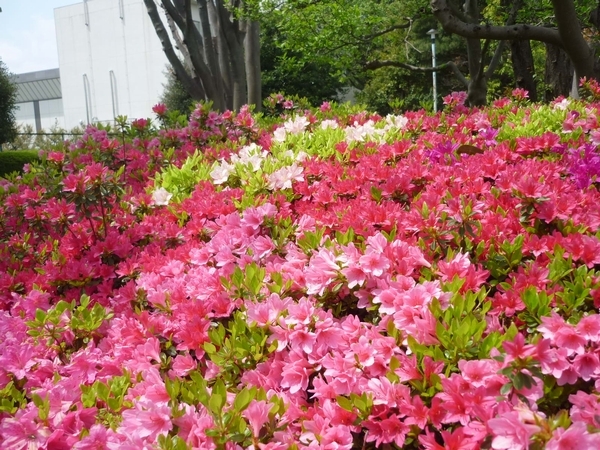 立川市ツツジもきれいに咲いています