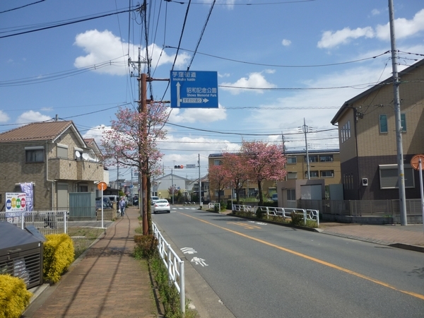 立川市 平成新道のハナミズキ