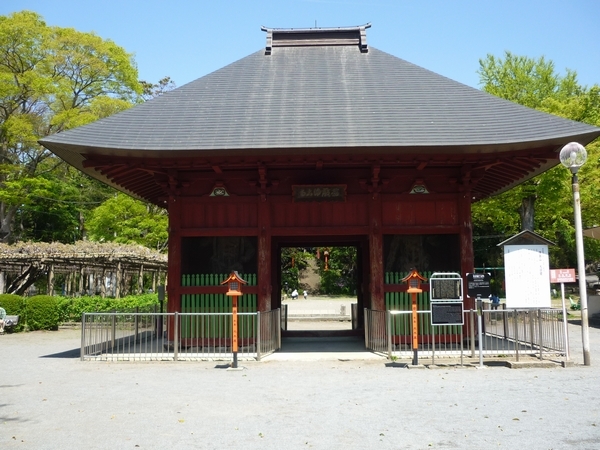 東京都指定天然記念物「拝島のフジ」