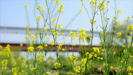 ウグイス（多摩川）