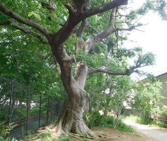 続・立川の珍百景♪「柏町で噂の守護樹？ 威風堂々たる巨樹とカブトガニの樹」
