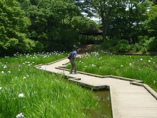 昭和記念公園 ハナショウブとスイレン