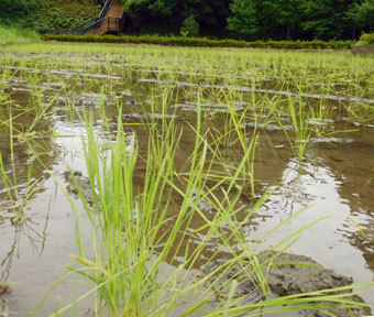 立川唯一の田んぼで、2020年度の田植えが行われました！