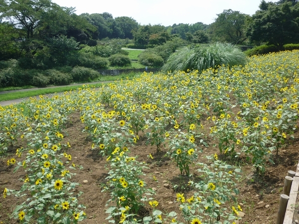 国営昭和記念公園「ひまわり」