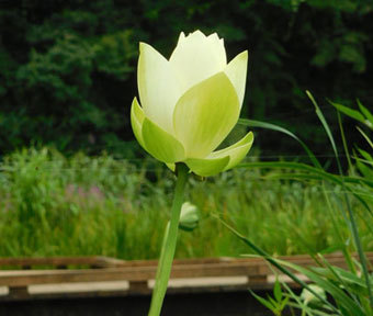 ガニガラ広場のビオトープにハスの花が咲いています！