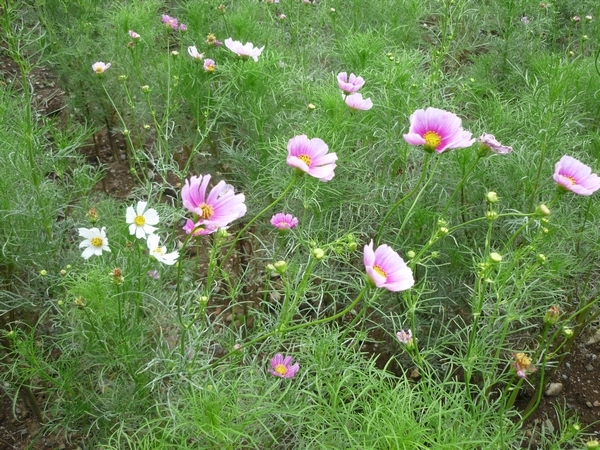 コスモス咲き始めました 昭和記念公園