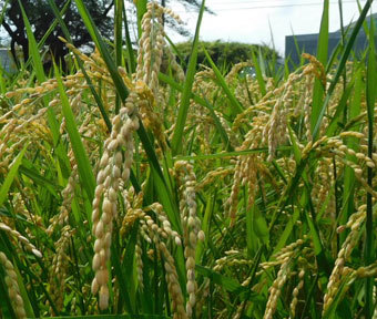 2020年の新米!! 収穫です!!・立川唯一の田んぼの稲刈りは…