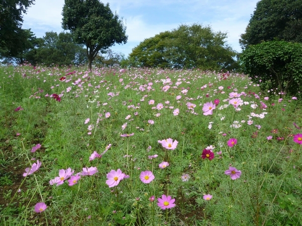 10月25日は国営昭和記念公園無料開放日