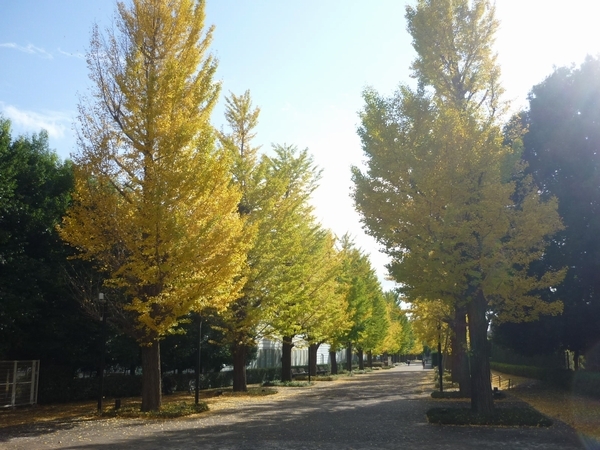 昭島市 モリタウンのイチョウ