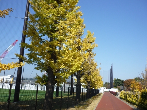 イチョウと桜が同時に！？昭島市