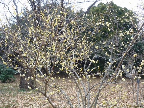 昭和記念公園 12月26日から休園（有料ゾーン）