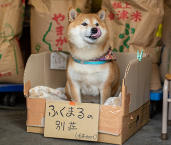 市川商店の看板犬“ふくまる”