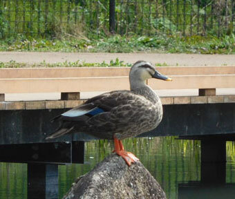 立川・野鳥の王国♪ 『たちかわの風見鶏はどっちだ？』