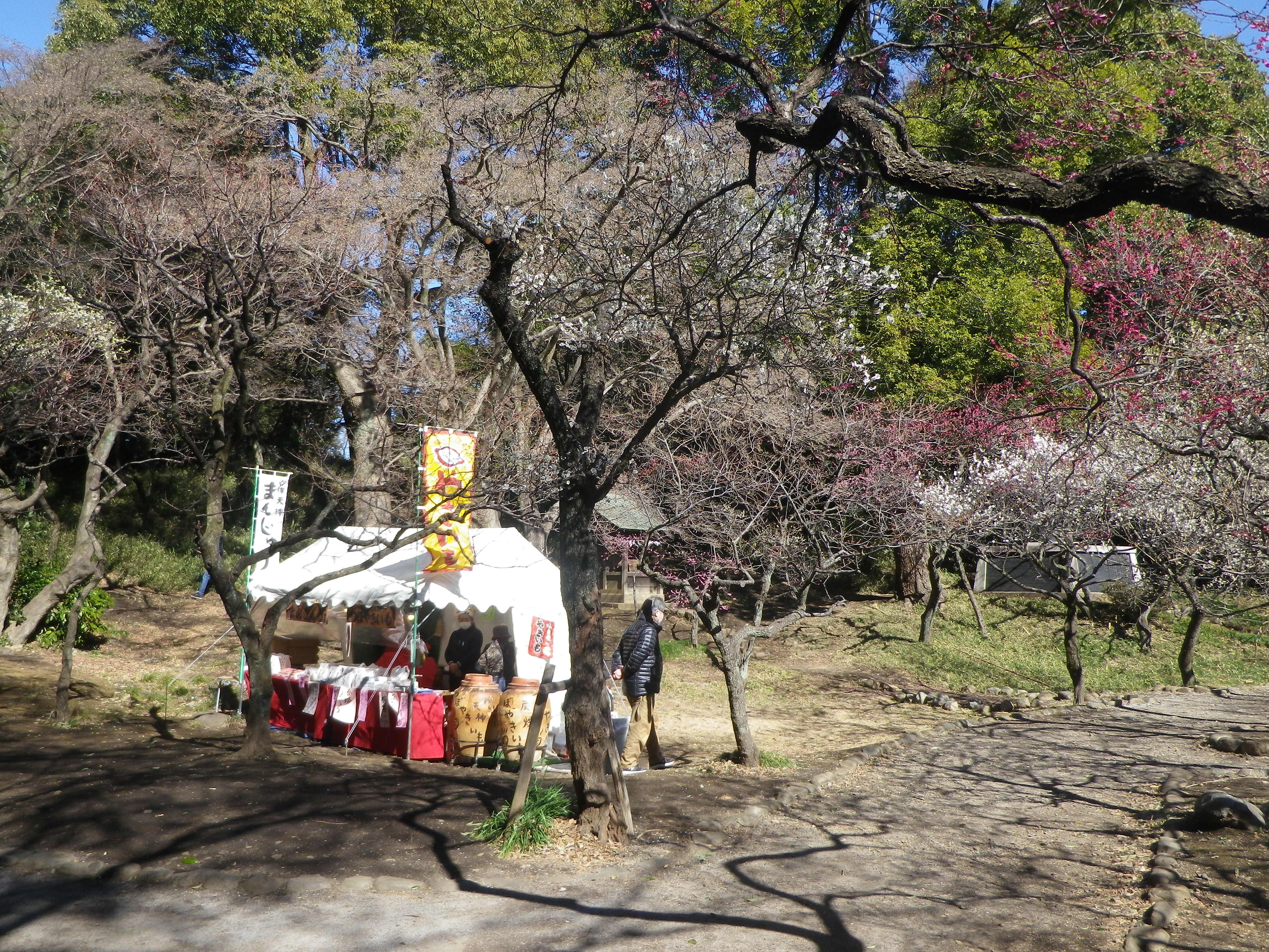 谷保天満宮の梅林