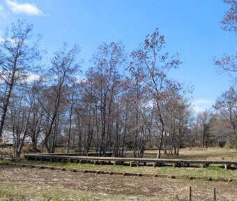 立川の四季・二十四節季2021「雨水（うすい）の矢川緑地保全地域」