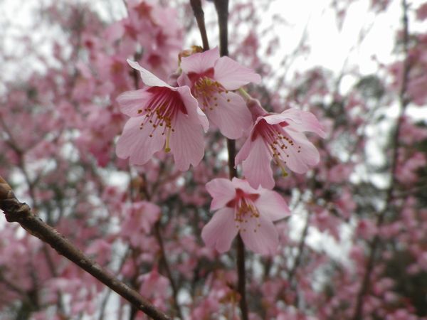 昭島エコパーク 早咲きの桜