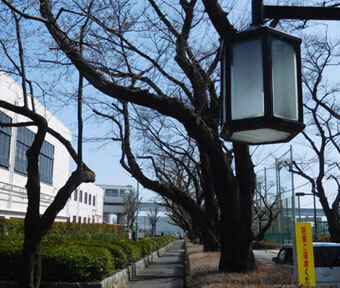 立川・公園さんぽ♪ ～サクラめぐり～・泉体育館駅から玉川上水駅コース