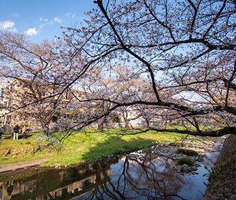 2021年立川・桜開花情報 根川緑道 １