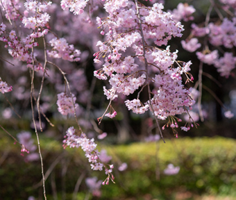 2021年立川・桜開花情報 諏訪の森公園