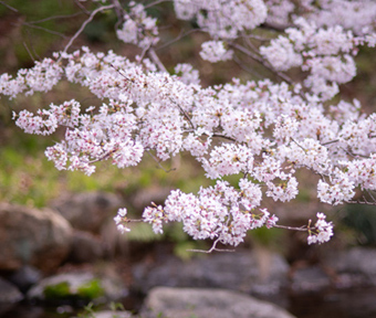 2021年立川・桜開花情報 根川緑道 2