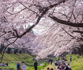 2021年立川・桜開花情報 根川緑道 3