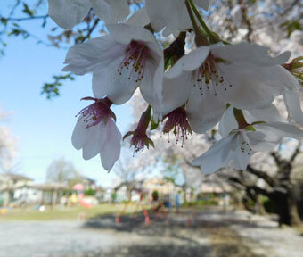 立川・公園さんぽ♪ ～サクラめぐり～続・泉体育館駅から玉川上水駅コース