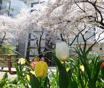 立川・公園さんぽ♪ ～サクラめぐり～ JR立川駅近くの「立川通り」沿いコース