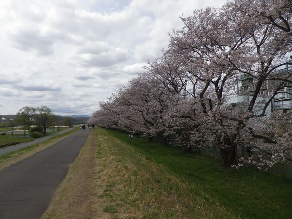 多摩川河川敷の桜