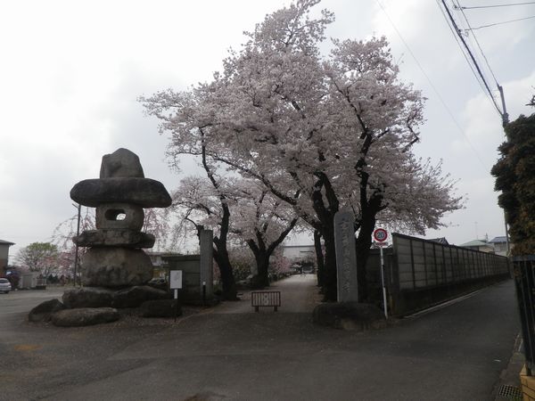 残堀川と中央線　ソメイヨシノが満開