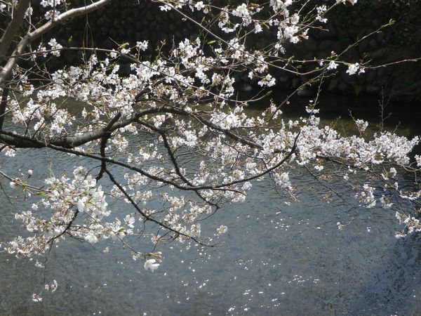 玉川上水緑道をぶらぶら⑨