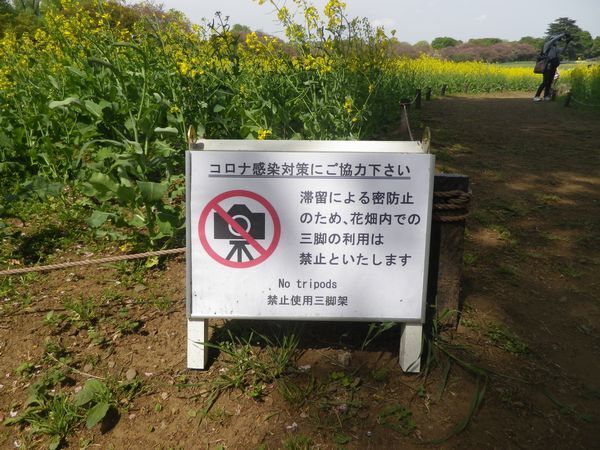 昭和記念公園ネモフィラは見頃はじめ