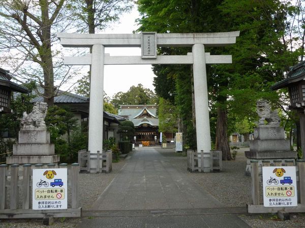 阿豆佐味天神社なんじゃもんじゃの木