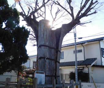 続・立川の珍百景♪ 「来年770才？ これは珍じゃなく祝百景♪」