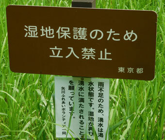 立川の四季・二十四節季2021「芒種（ぼうしゅ）の矢川緑地保全地域」