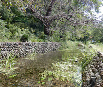 立川の四季・二十四節季2021「寒露（かんろ）の矢川緑地保全地域」