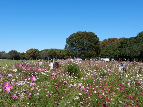 昭和記念公園みんなの原っぱ