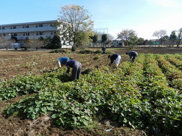 芋堀の準備